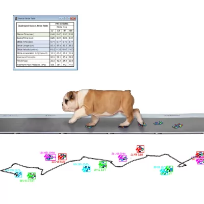 Strideway™ - Analyse de la locomotion des animaux | Mescan